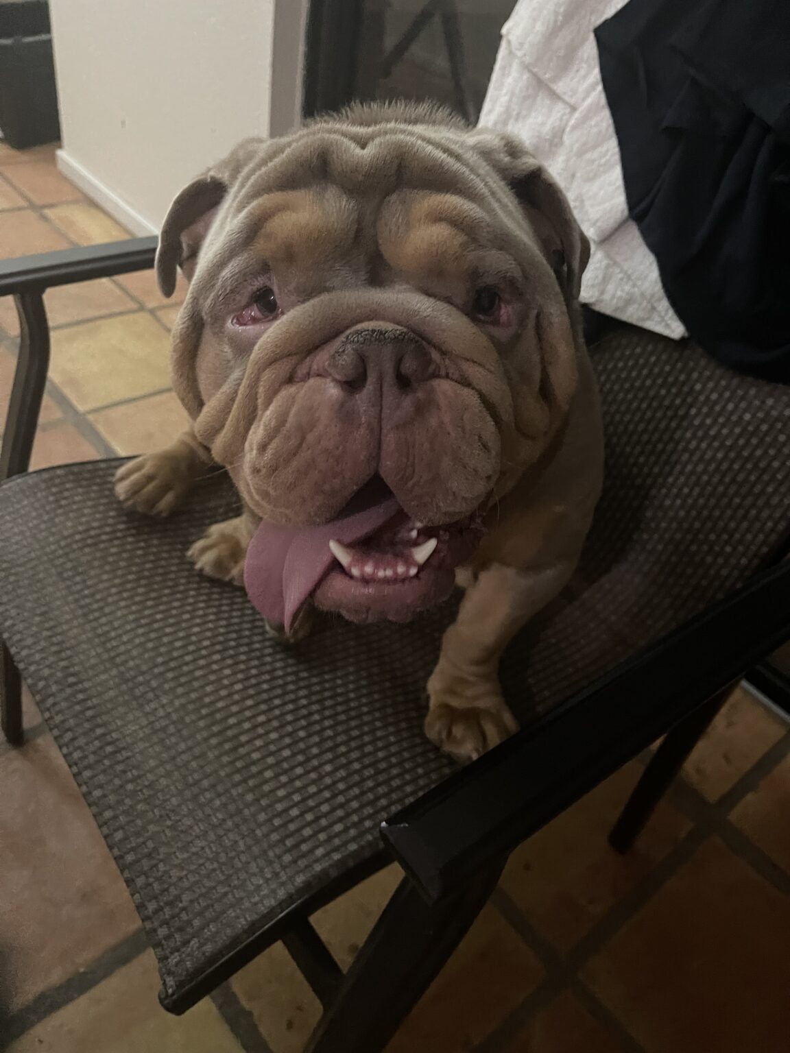 English Bulldog Studs Dazzling Bulldogs