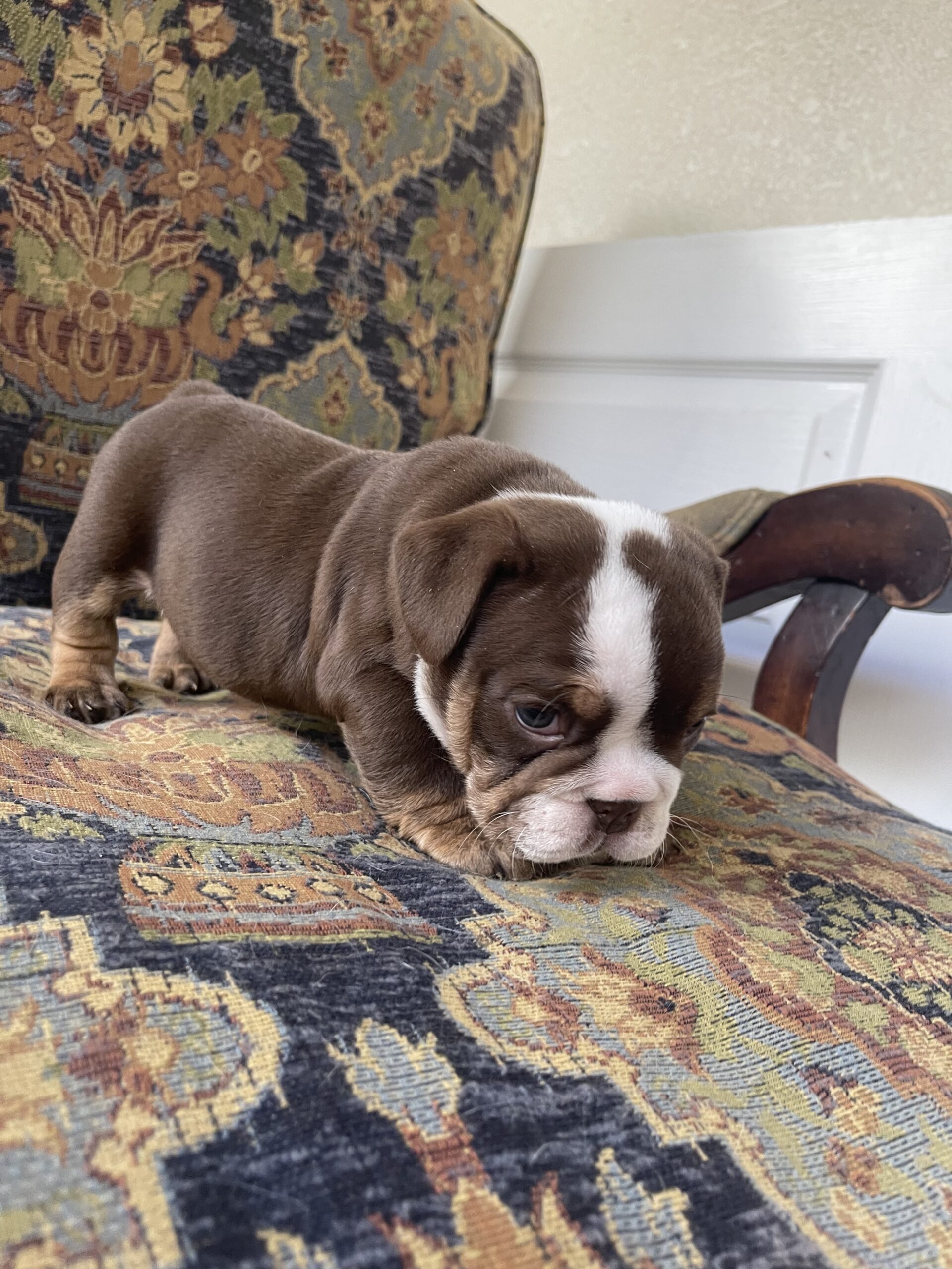 Available Puppies – Dazzling Bulldogs