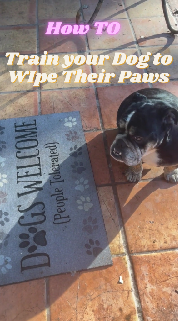 Train your Dog to WIpe Their Paws
