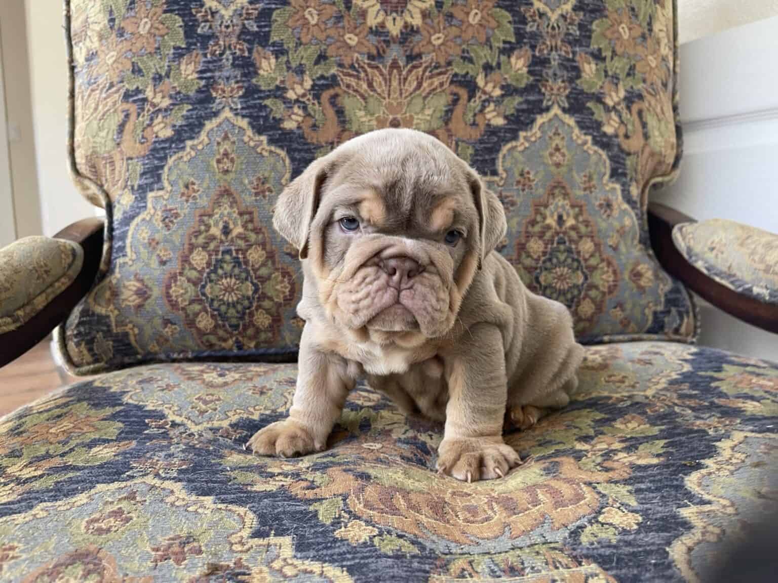 Available Puppies – Dazzling Bulldogs